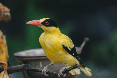 Close-up of bird perching on branch