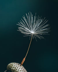 Close-up of fireworks against black background