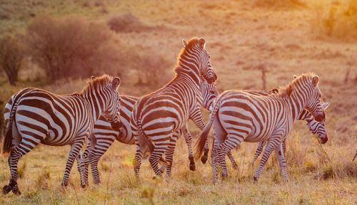 Zebras in a field