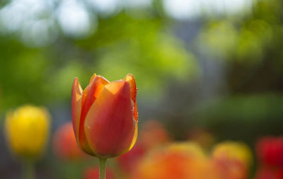 Close-up of red flowering plant