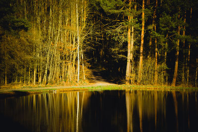 Scenic view of lake in forest