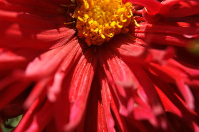 Close-up of red hibiscus blooming outdoors