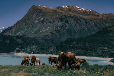 Cows grazing on mountain