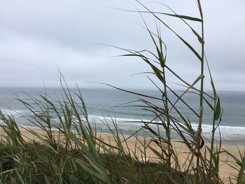 Grass on beach against sky