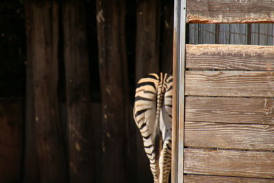 Close-up of zebra 