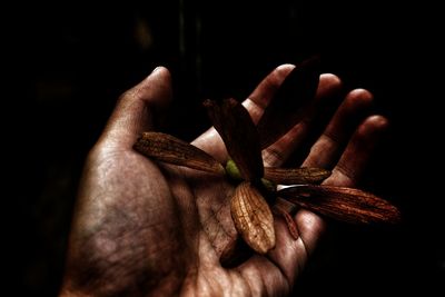 Cropped hand holding wilted flowers against black background