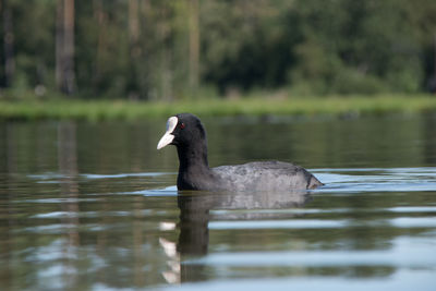 Low angle shot on water of duck