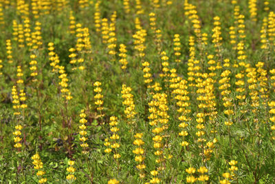 Yellow flowering plants on land