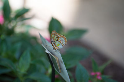 Close-up of butterfly pollinating on flower