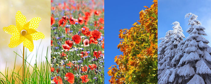 Multi colored flower plants against sky