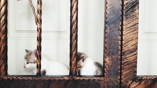 Cat looking through window