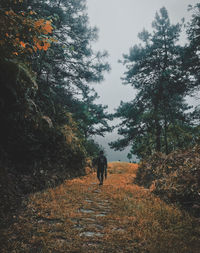 Man walking on dirt road amidst trees in forest