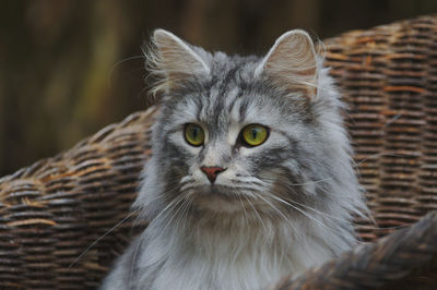 Close-up portrait of cat against blurred background