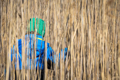 Rear view of child amidst dry reeds