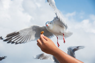 Seagulls in action is flying on the sky with cloud,it is hovering food in hands