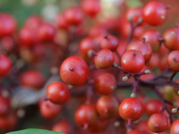 Close-up of berries growing on tree