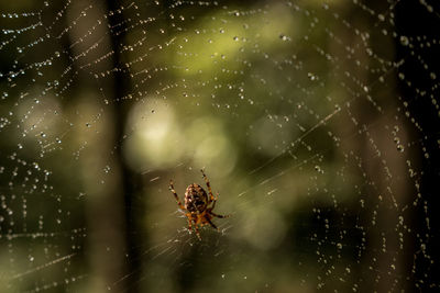 Close-up of spider on web