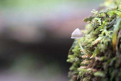 Single mushroom leaning towards the light on a mossy rock in the forest