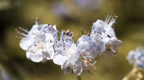 Close-up view of flowers