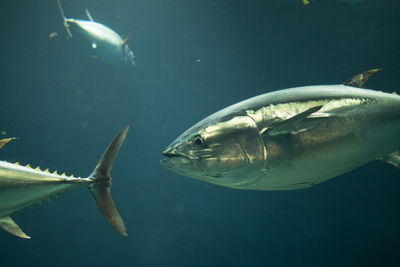 View of fish in water