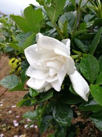 Close-up of white rose