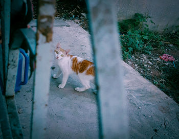 High angle view of a cat