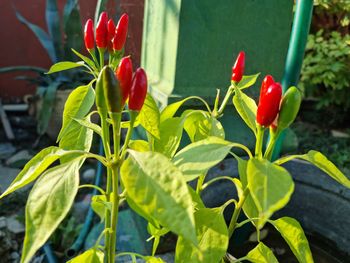 Close-up of red flowering plant