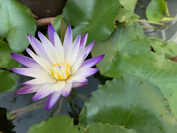 Close-up of purple water lily