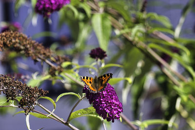 Close-up of butterfly pollinating on purple flower