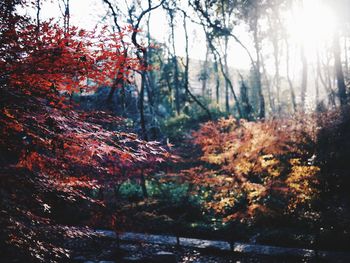 Sun shining through trees in forest