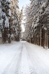 Snow covered road amidst trees against sky