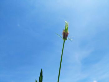 Low angle view of flowering plant against blue sky