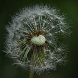Close-up of dandelion on plant