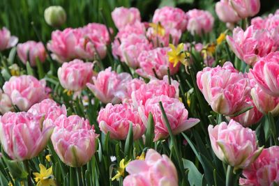 Close-up of pink tulips