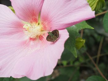 Close-up of bee pollinating on pink flower