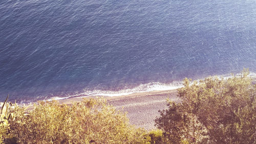 High angle view of sea and trees