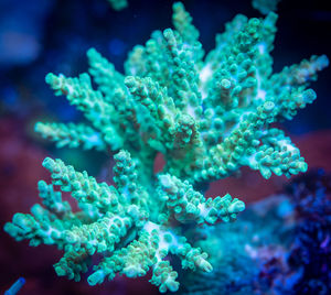 Close-up of coral in sea