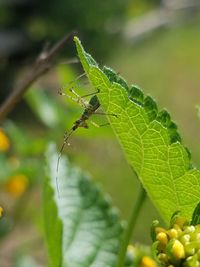 Close-up of insect on plant