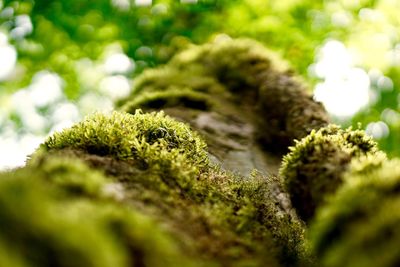 Close-up of moss growing on rock