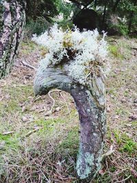 Moss growing on tree trunk in field