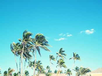 Low angle view of palm trees against blue sky