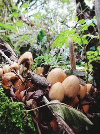 Close-up of mushrooms growing on tree