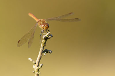 Red dragonfly, trithemis annulata perched on a branch isolated from a simple colored background