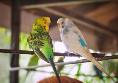 View of birds perching on branch
