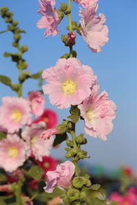 Close-up of pink cherry blossoms against sky