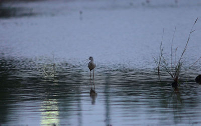 View of birds in lake