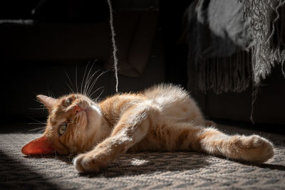 Close-up of a cat lying on floor at home