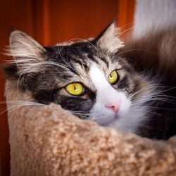 Close-up portrait of cat