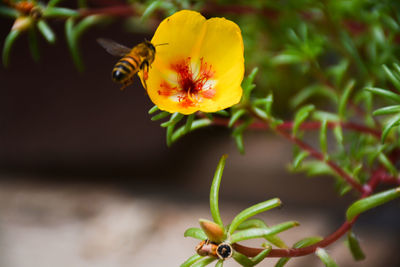 Close-up of insect on yellow flower