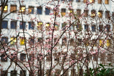 View of cherry blossom tree during winter